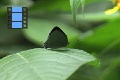 Scene 52_Hairstreak on Leaf past Garbage Dump